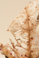 Close-up of a fragile, weathered leaf with torn edges, symbolizing compromised, stressed, and sensitive skin.